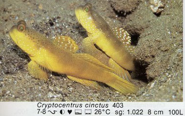 Cryptocentrus cinctus